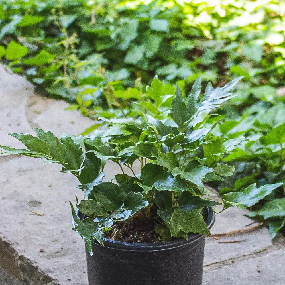 2 QT. Holly Fern (Cyrtomium Falcatum) Garden Perennial Shrub Plant in Grower Pot - Hercitys