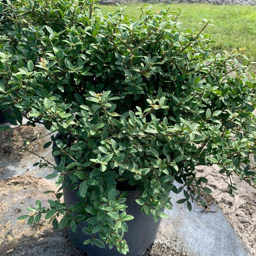 3 Gal. Dwarf Yaupon Schillings Holly Evergreen Shrub - Hercitys