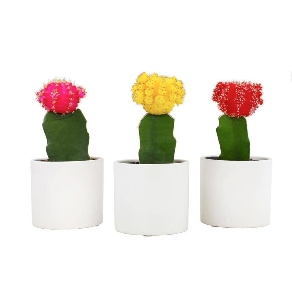 2.5 in. Assorted Grafted Cactus 3-Pack in White Glazed Clay Pot - Hercitys