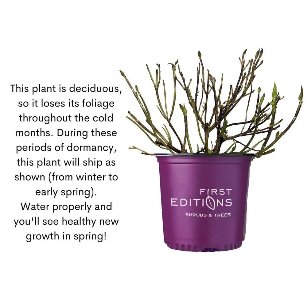 2 Gal. Eclipse Hydrangea Shrub with Cranberry Flowers - Hercitys