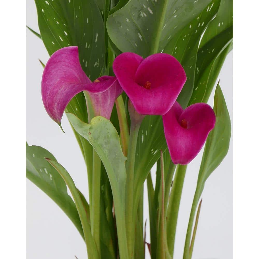 2.5 qt. Perennial Calla Lily Pink - Hercitys