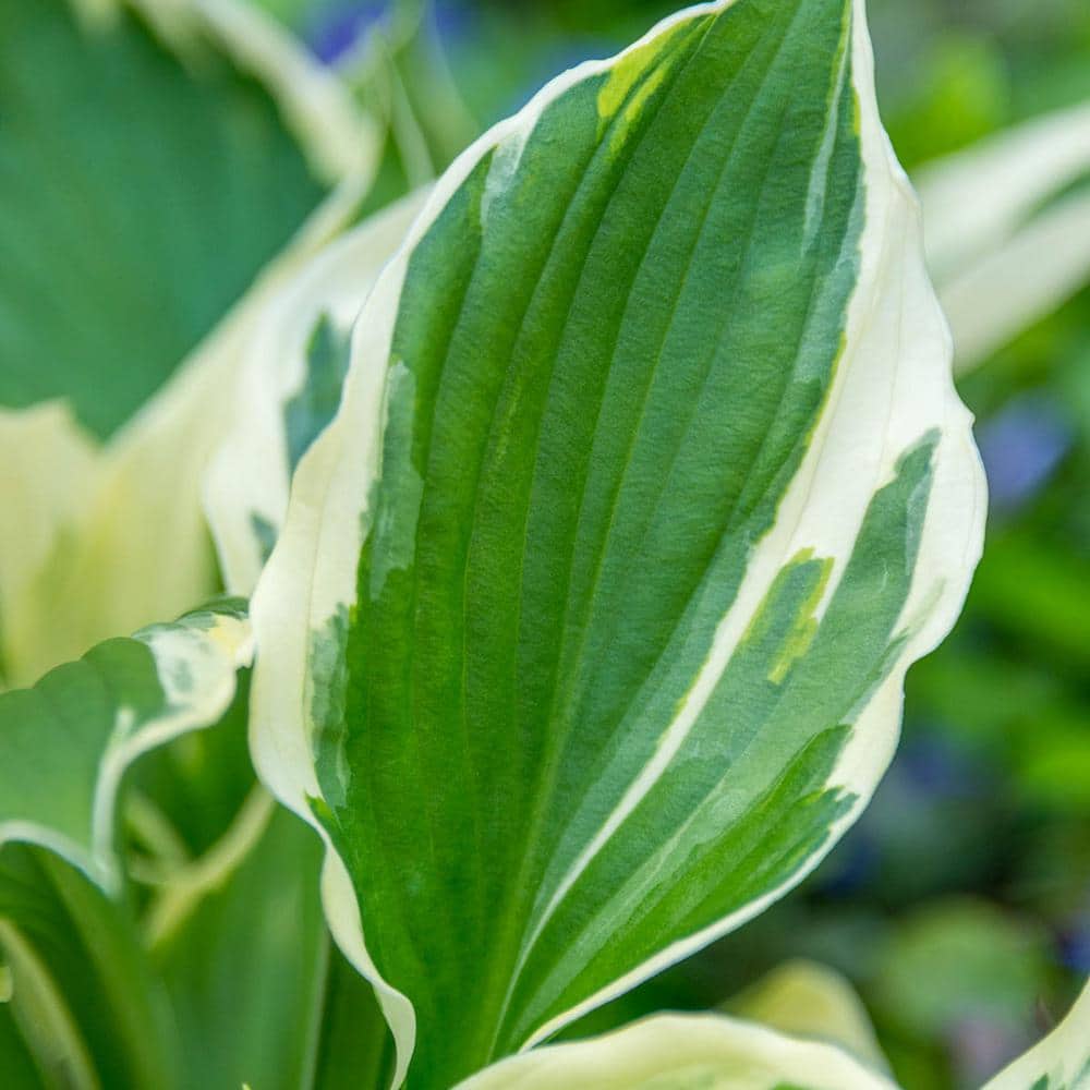 3 Gal. Pot, Fantabulous Hosta Deciduous Perennial Plant (1-Pack) - Hercitys