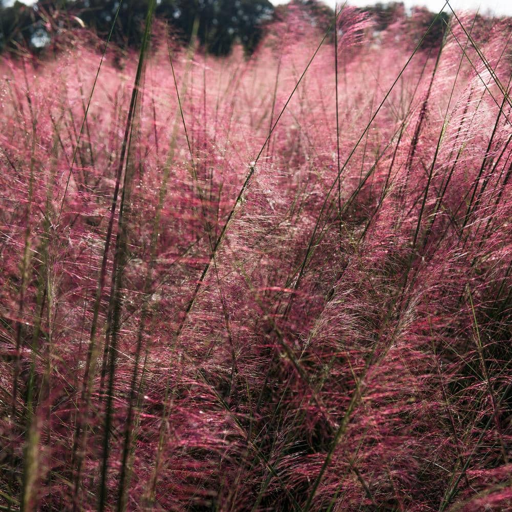 3 Gal. Pink Muhly Grass (2-Pack) - Hercitys