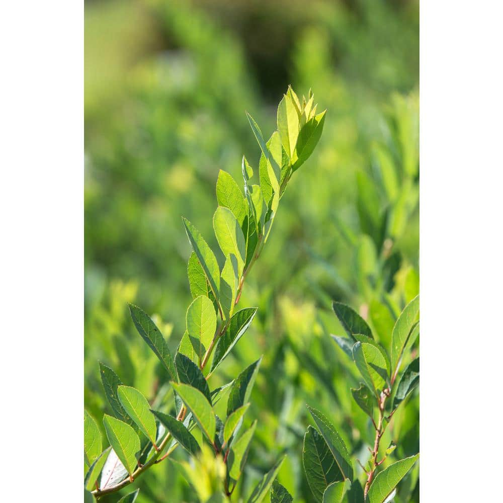 2 Gal. Jade Parade Sand Cherry Live Shrub with White Flowers - Hercitys