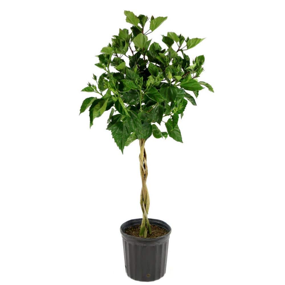 2 Gal. Triple Twist Braided Hibiscus Shrub - Hercitys