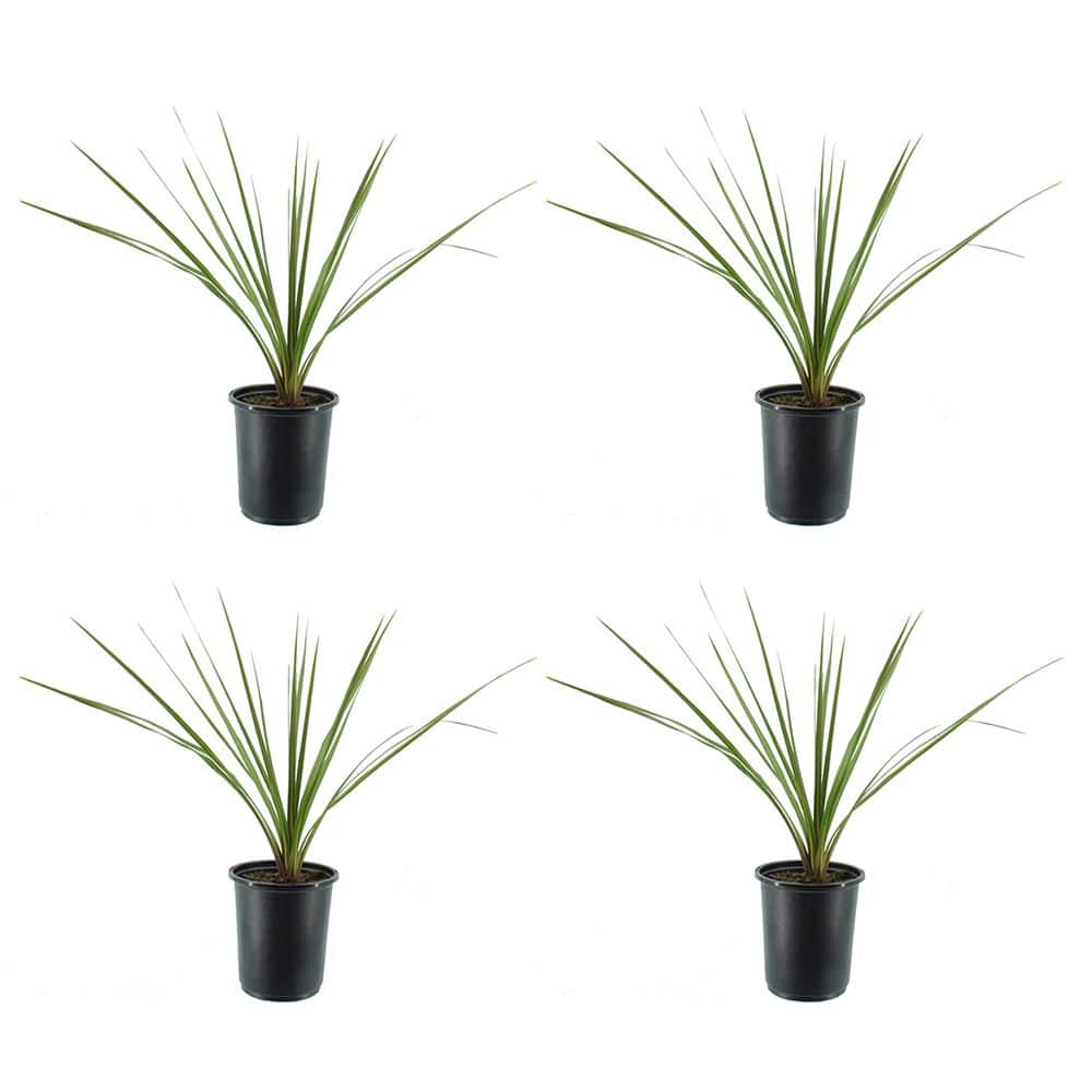 2.5 qt. Perennial Dracaena Indivisa (4-Pack) - Hercitys