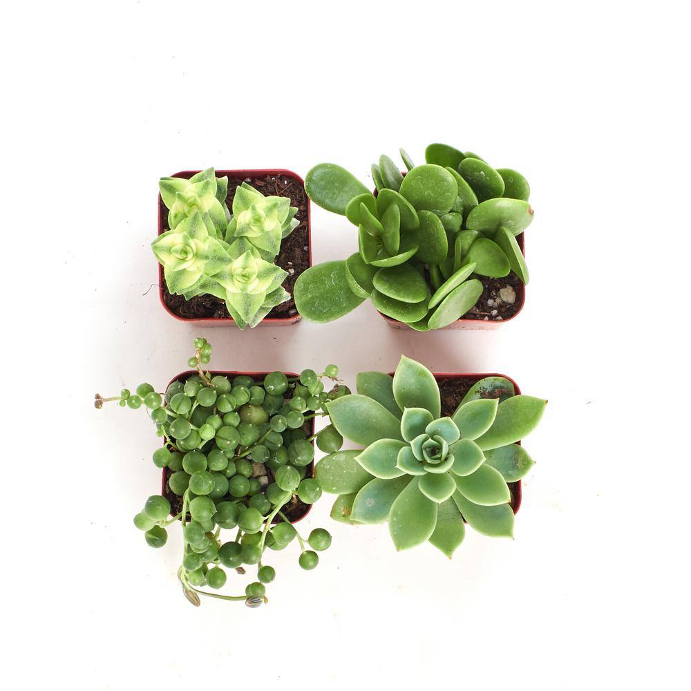 2 in. Green Succulent (Collection of 4) - Hercitys