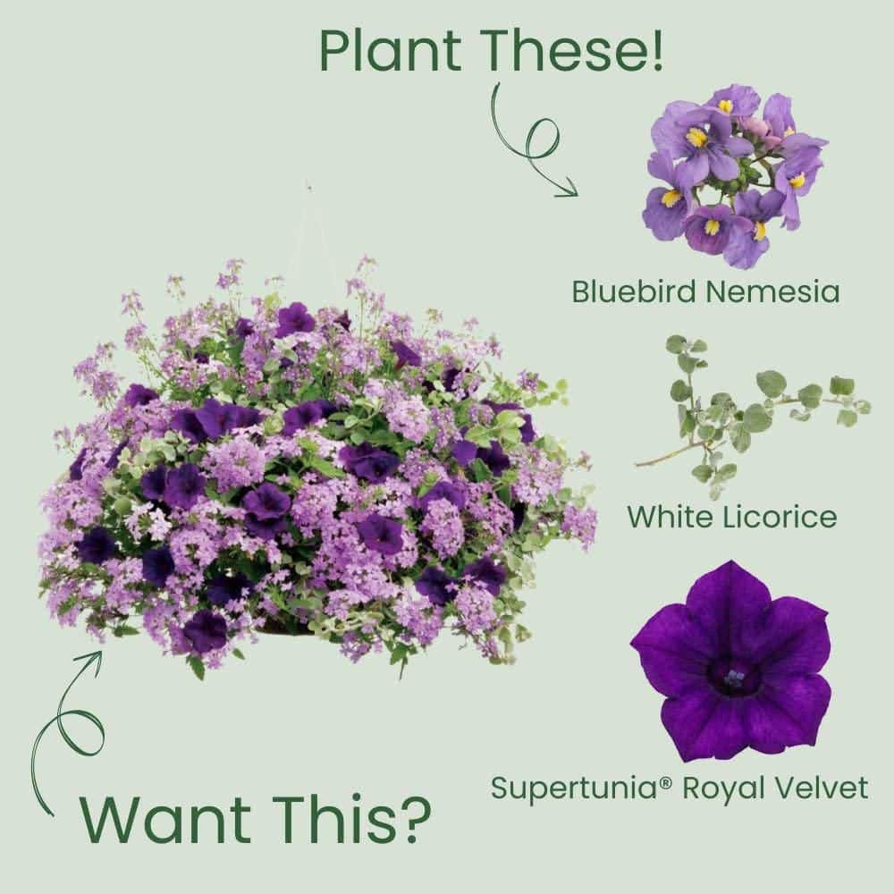 4.25 in. Eco+ Grande Bluebird Nemesia (Nemesia Fruticans) Live Annual Plant with Purple Flowers 4-Pack - Hercitys