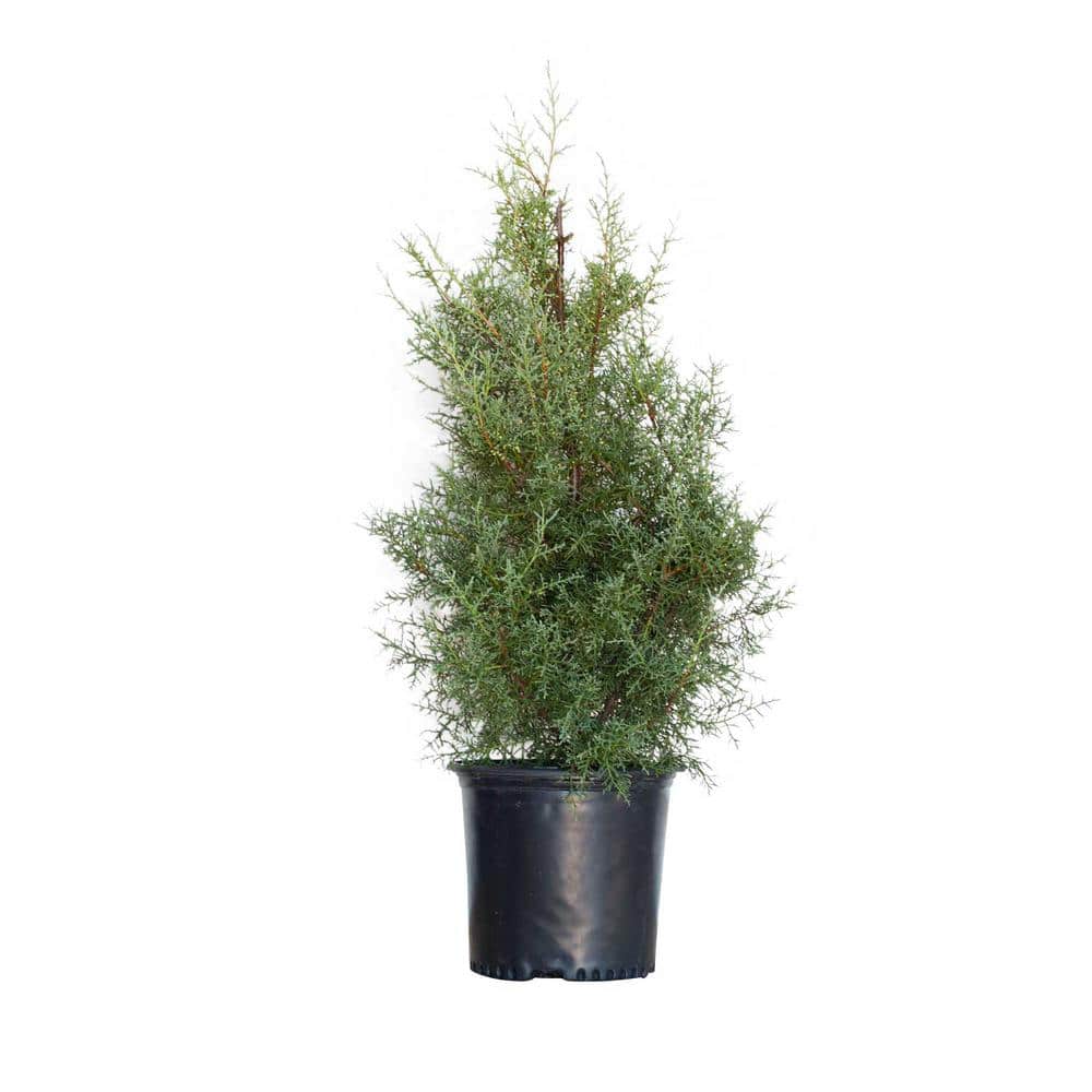 2.5 Gal – Carolina Sapphire Cypress, Live Evergreen Tree, Light Blue-Green Foliage - Hercitys