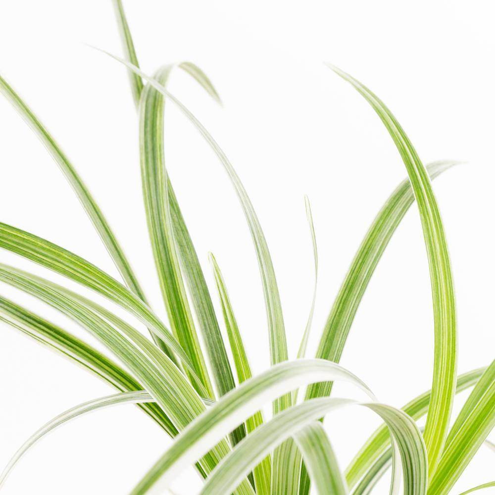 2 Qt. Silvery Sunproof Variegated Liriope Green Perennial Plant (3-Pack) - Hercitys