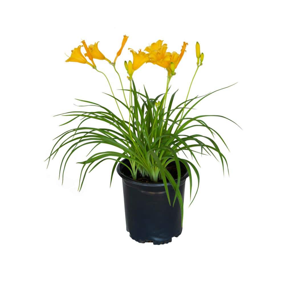2.5 Qt. Stella De Oro Daylily, Live Perennial Plant, Yellow Flowers - Hercitys