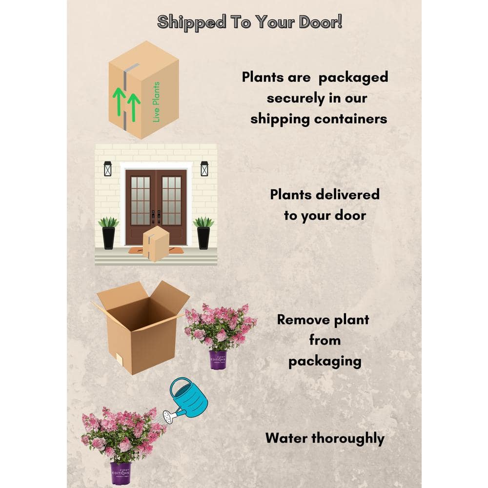 2 gal. Spring Sizzle Hydrangea Shrub - Hercitys