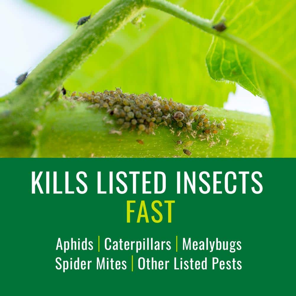 24 oz. Tomatoes, Vegetable and Fruit Insect Control, Ready-To-Use (2-Pack) - Hercitys