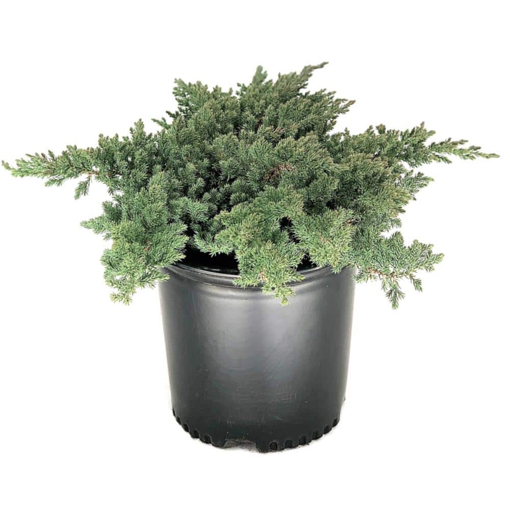 1.5 Gal Green Mound Juniper (Juniperus procumbens Green Mound) Evergreen Shrub 1-Each - Hercitys