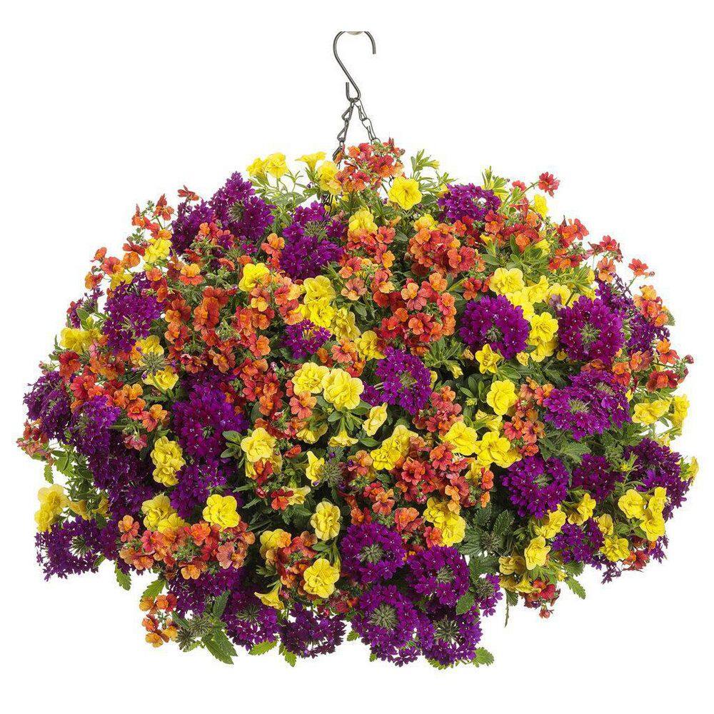 4.25 in. Eco+Grande Superbells Double Yellow (Calibrachoa) Live Plant, Yellow Flowers (4-Pack) - Hercitys