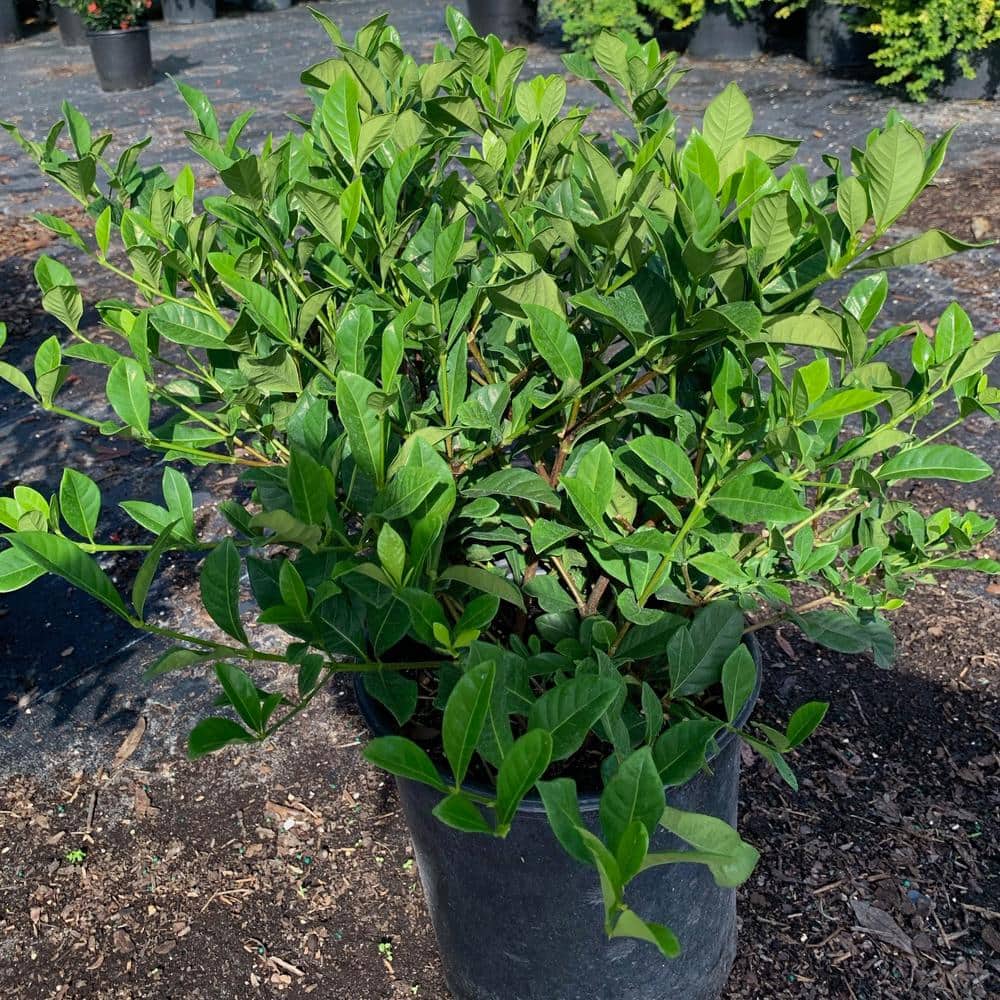 3 Gal. Veitchii Gardenia Flowering Shrub With White Blooms - Hercitys