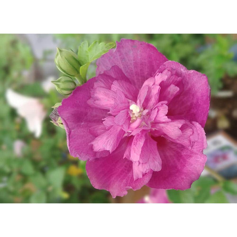 1 Gal. Lucy Rose of Sharon Hibiscus Shrub Unique Ruffled Pink Flowers, Among the Toughest Flowering Shrubs - Hercitys