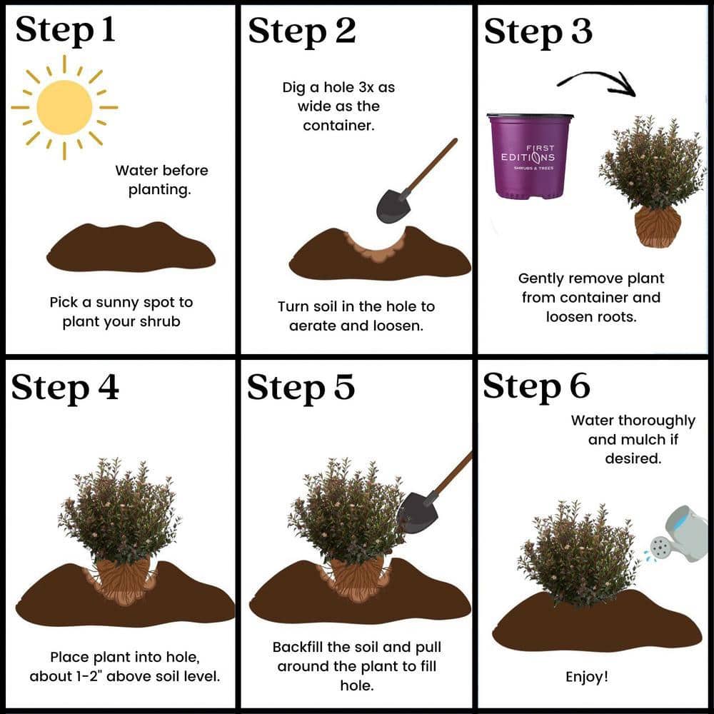 2 Gal. Little Devil Ninebark Shrub with Dark Foliage - Hercitys