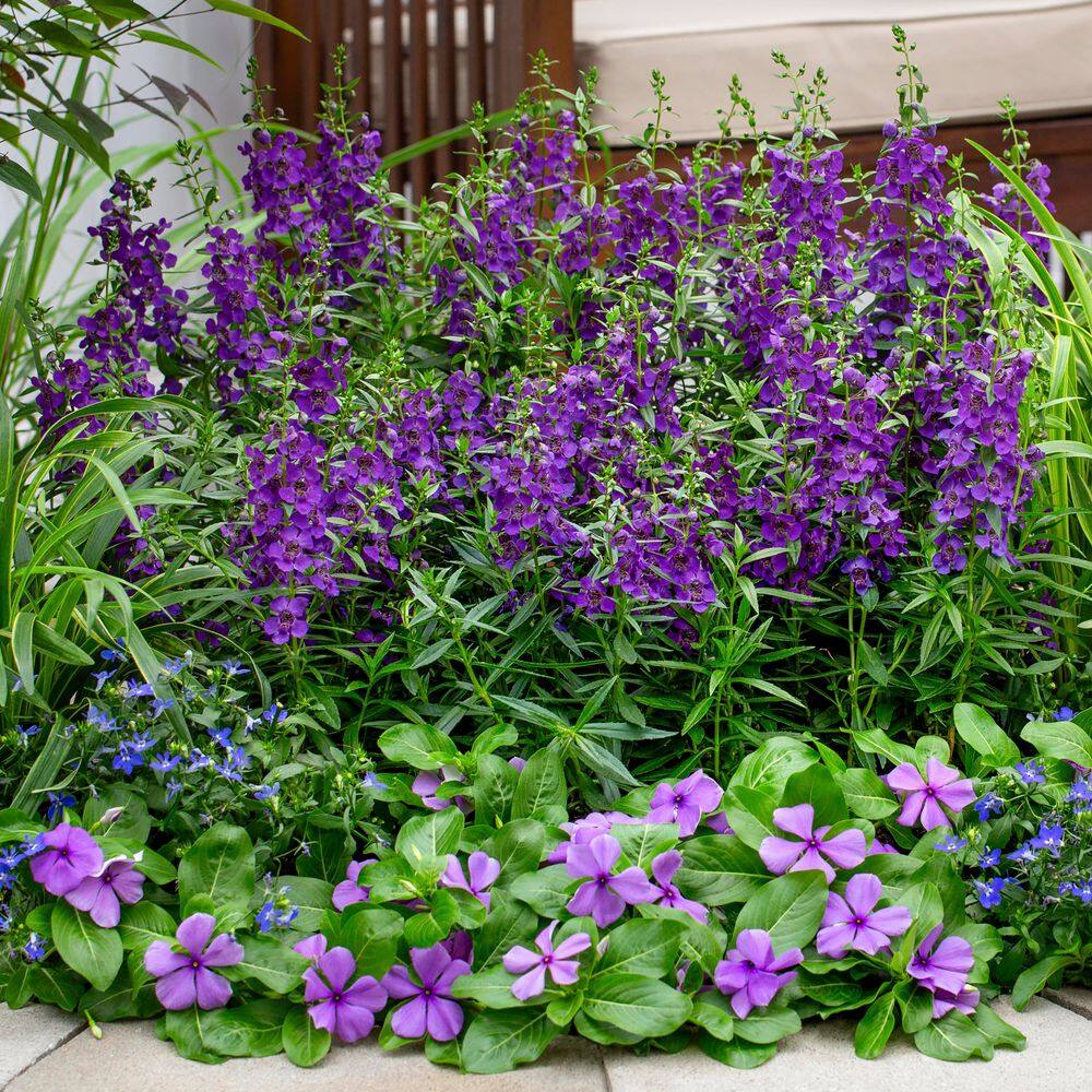 2 qt. Vinca Blue Annual Plant (3-Pack) - Hercitys