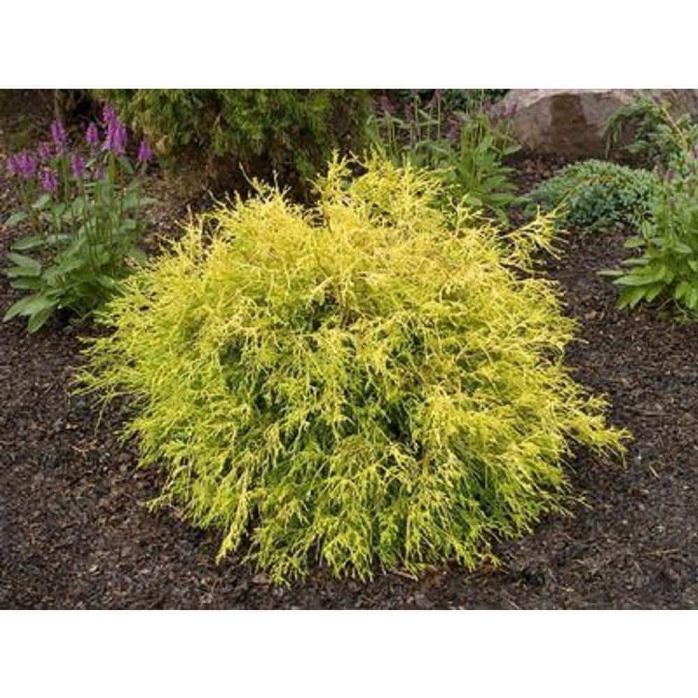 1 Gal. Chamaecyparis Gold Mop Live Evergreen Shrub - Hercitys
