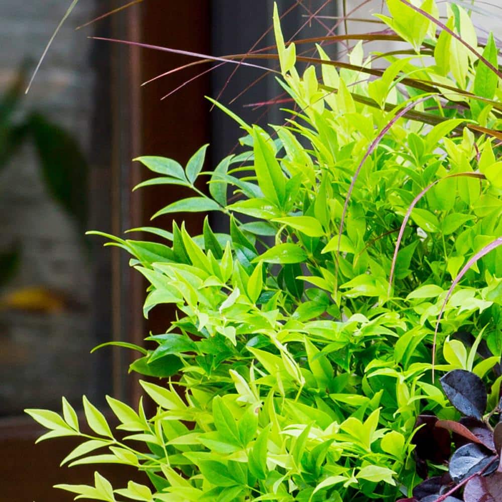 2.5 Qt. Lemon Lime Nandina, Live Evergreen Shrub, Lime Green New Foliage - Hercitys