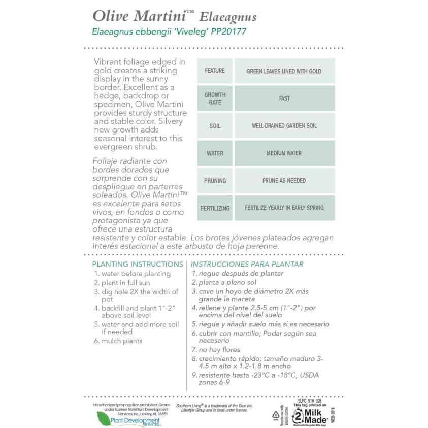 2 Gal. Olive Martini Elaeagnus, Live Evergreen Shrub, Variegated Gold and Green Foliage - Hercitys