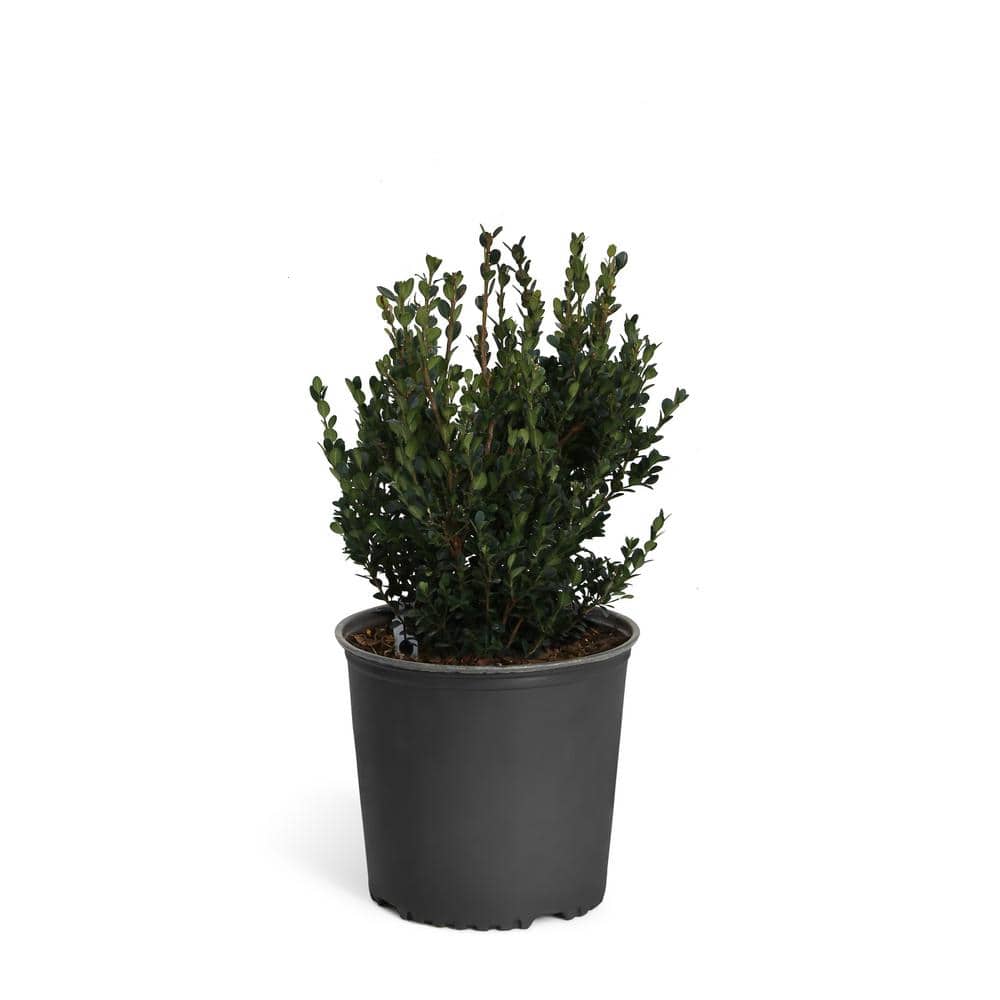 3 Gal. Wintergreen Boxwood Shrub - Hercitys