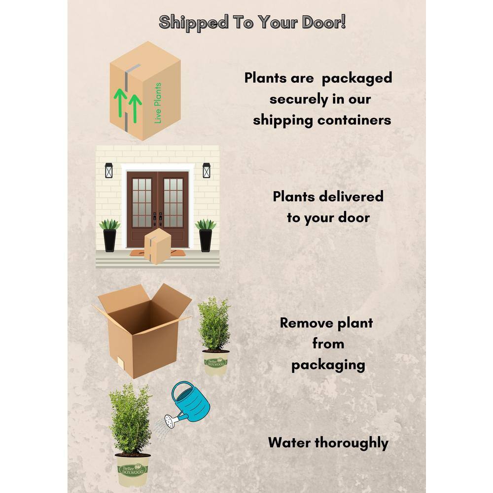 3 Gal. Skylight Boxwood Shrub - Hercitys