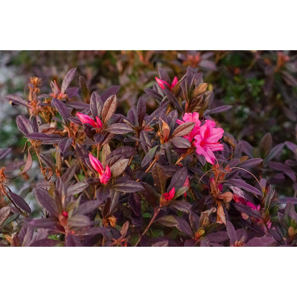 2 Gal. Autumn Jewel Shrub with Small Magenta Pink Reblooming Flowers - Hercitys