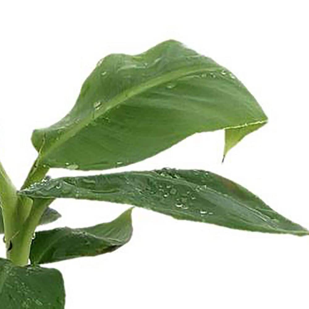 1 Gal. Musa Banana Plant in Deco Planter Green Annual Plant (1-Pack) - Hercitys
