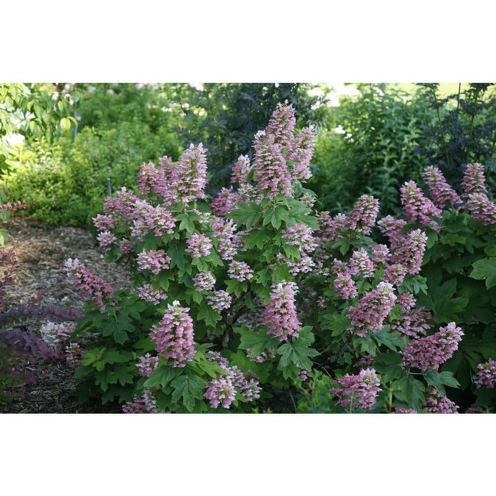 1 Gal. Gatsby Pink Oakleaf Hydrangea (Quercifolia) Live Shrub, White to Pink Flowers - Hercitys