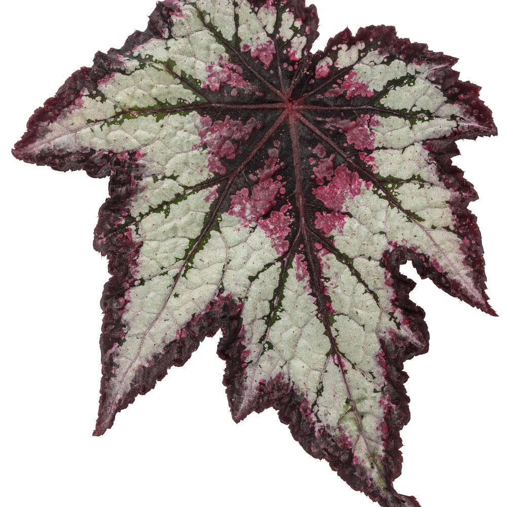 4.25 in. Eco+ Grande Space Age Black Hole Begonia (Begonia rex) Live Annual Plant with Black and Silver Foliage 4-Pack - Hercitys