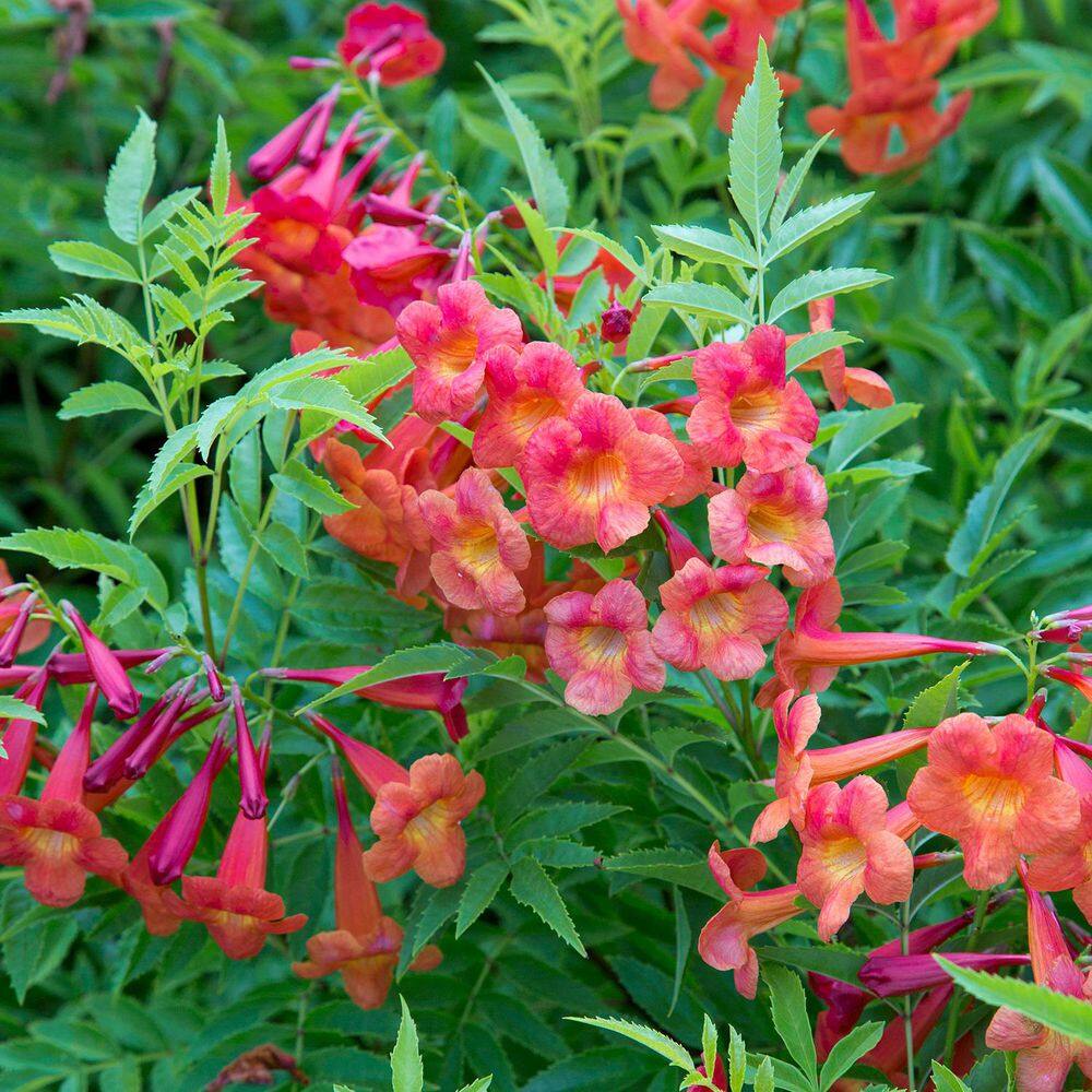 1.5 Gal. Bells of Fire Tecoma, Live Blooming Perennial Plant - Hercitys