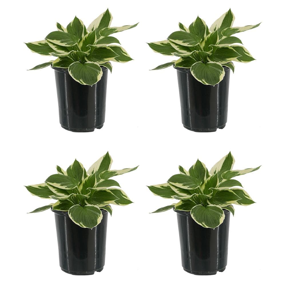 2.5 qt. Perennial Hosta Patriot (4-Pack) - Hercitys