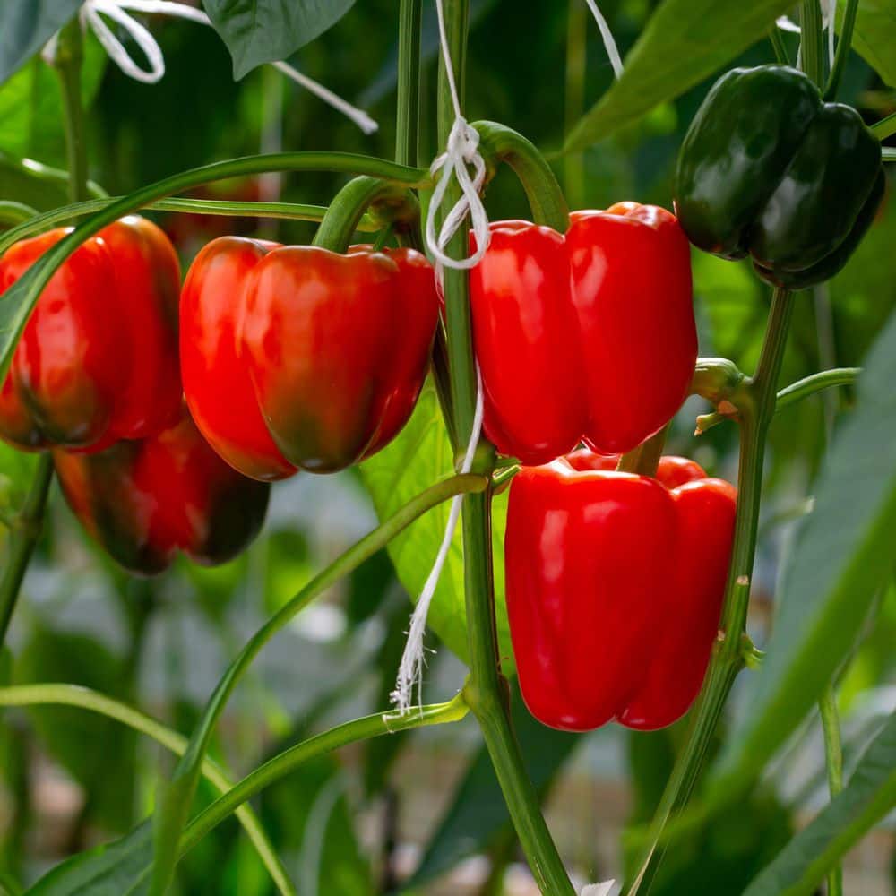 2.5 in. Chile Pepper Plant Collection (4-Pack) - Hercitys