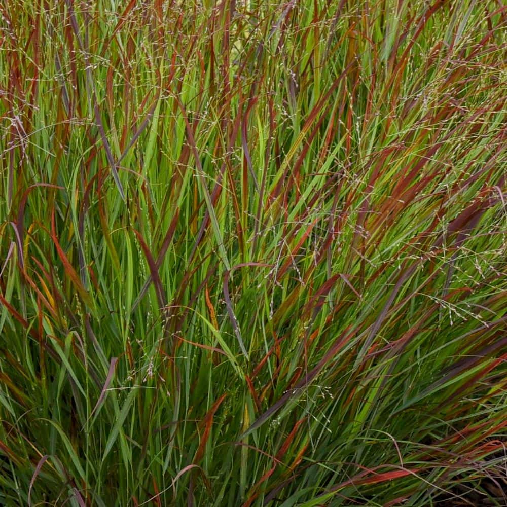 0.65 Gal. Prairie Winds Cheyenne Sky Red Switch Grass (Panicum Virgatum) Live Perennial Plant - Hercitys