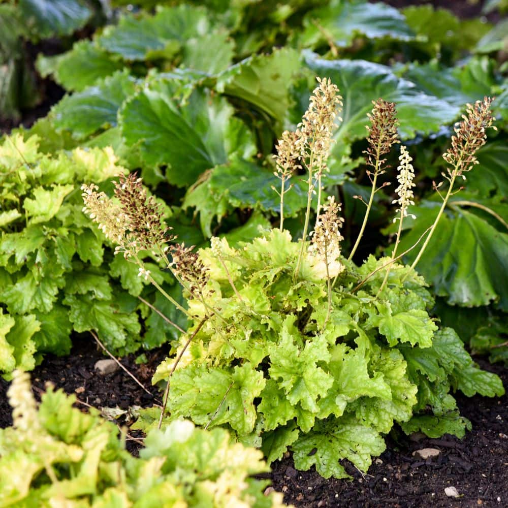 0.65 Gal. Dressed Up Ball Gown Coral Bells (Heuchera Hybrid) Live Perennial Plant with Chartreuse Yellow Foliage - Hercitys