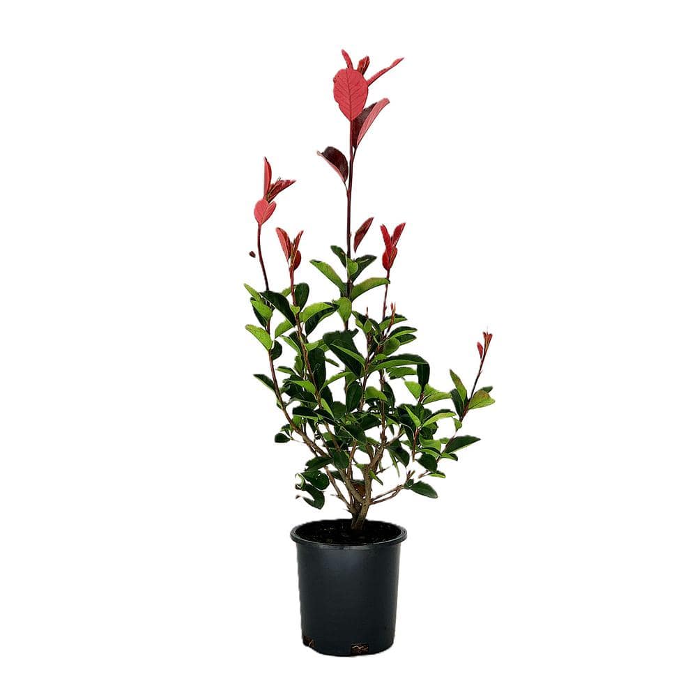 2.5 qt. Red Tip Photinia (Photinia x Fraseri) Evergreen Shrub with Fragrant White Flowers in Spring (1-Each) - Hercitys