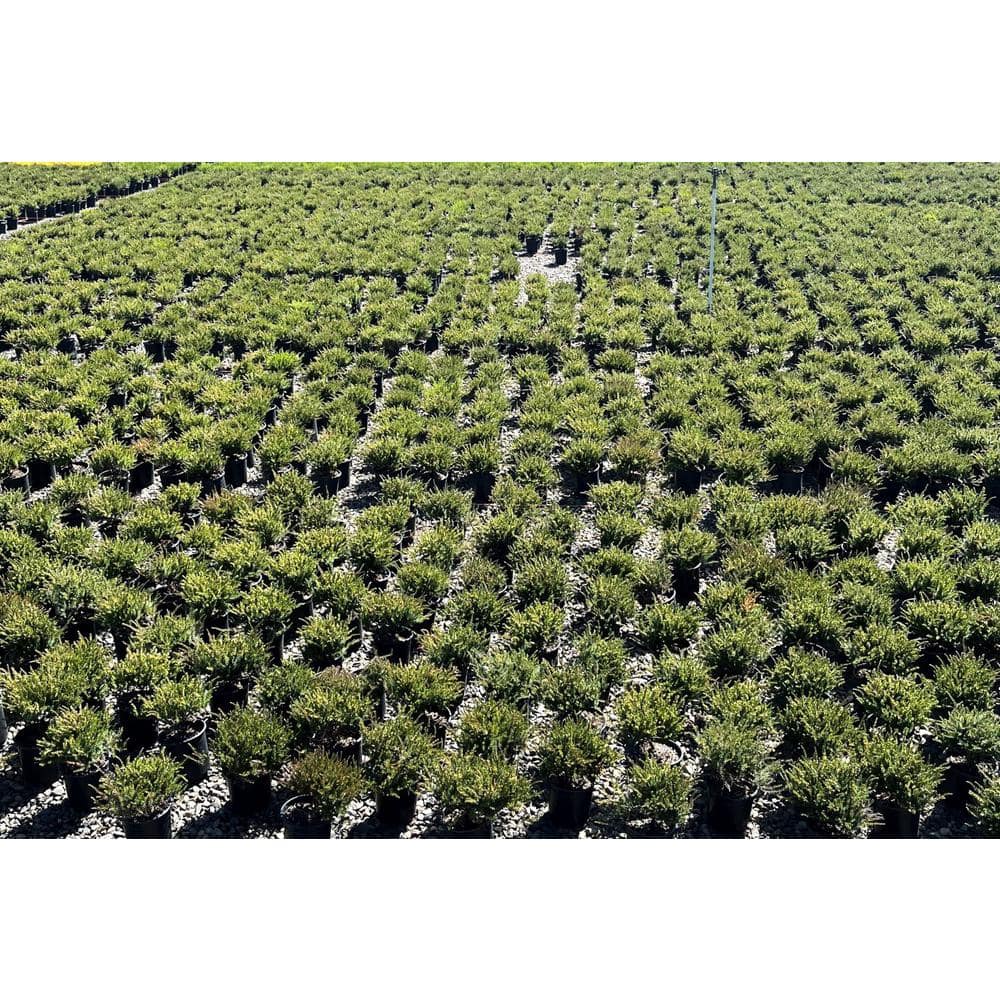 1.5 Gal. Kramer’s Rote Heather Evergreen Live Shrub with Bright Pink Flowers - Hercitys