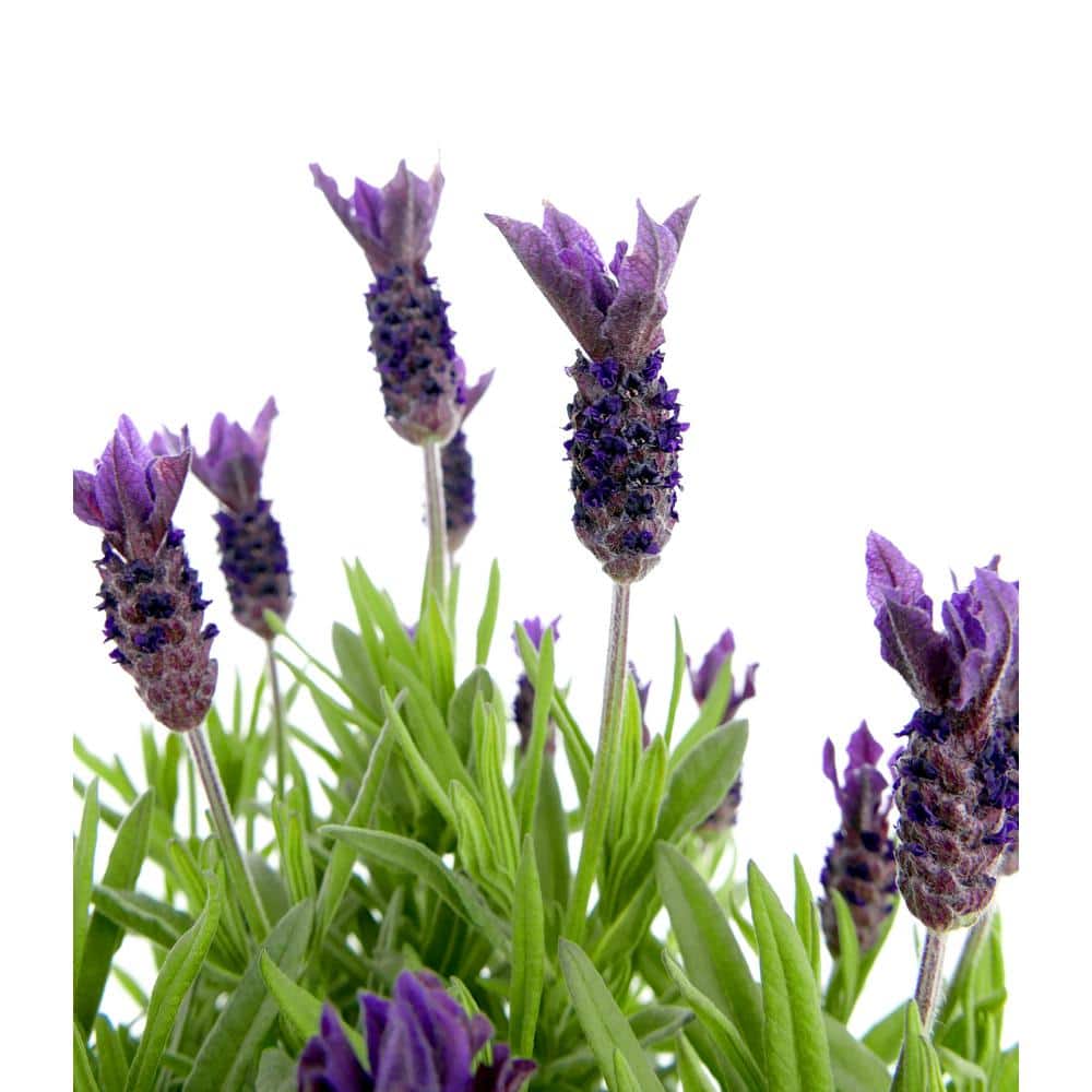 2.5 Qt. Spanish Purple Perennial Lavender Stoechas - Hercitys