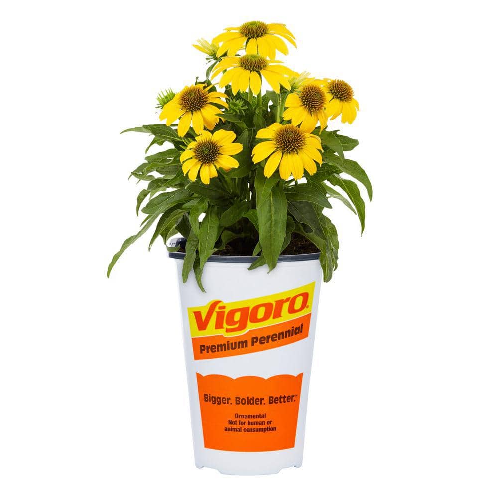 2 Qt. Echinacea Coneflower Sunseeker Citrus Yellow Perennial Plant (3-Pack) - Hercitys