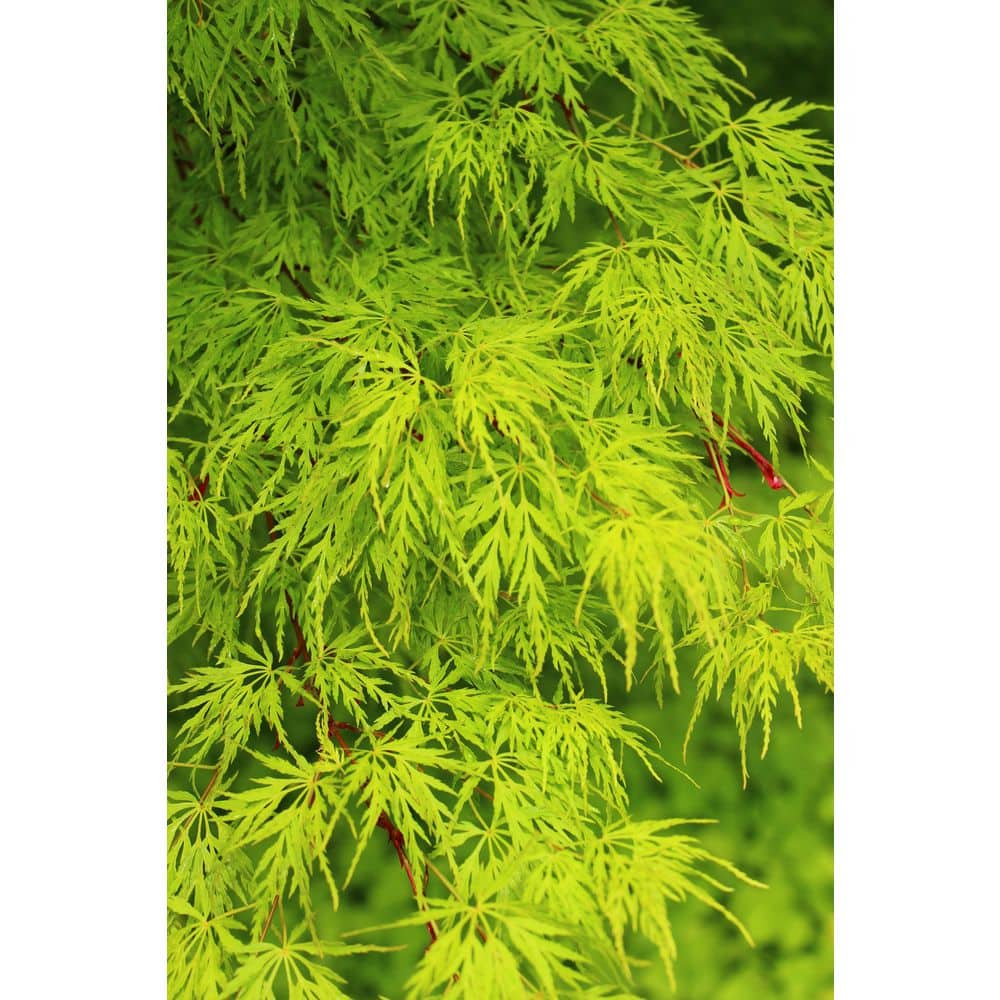 1 Gal. Seiryu Deciduous Japanese Maple Tree - Hercitys