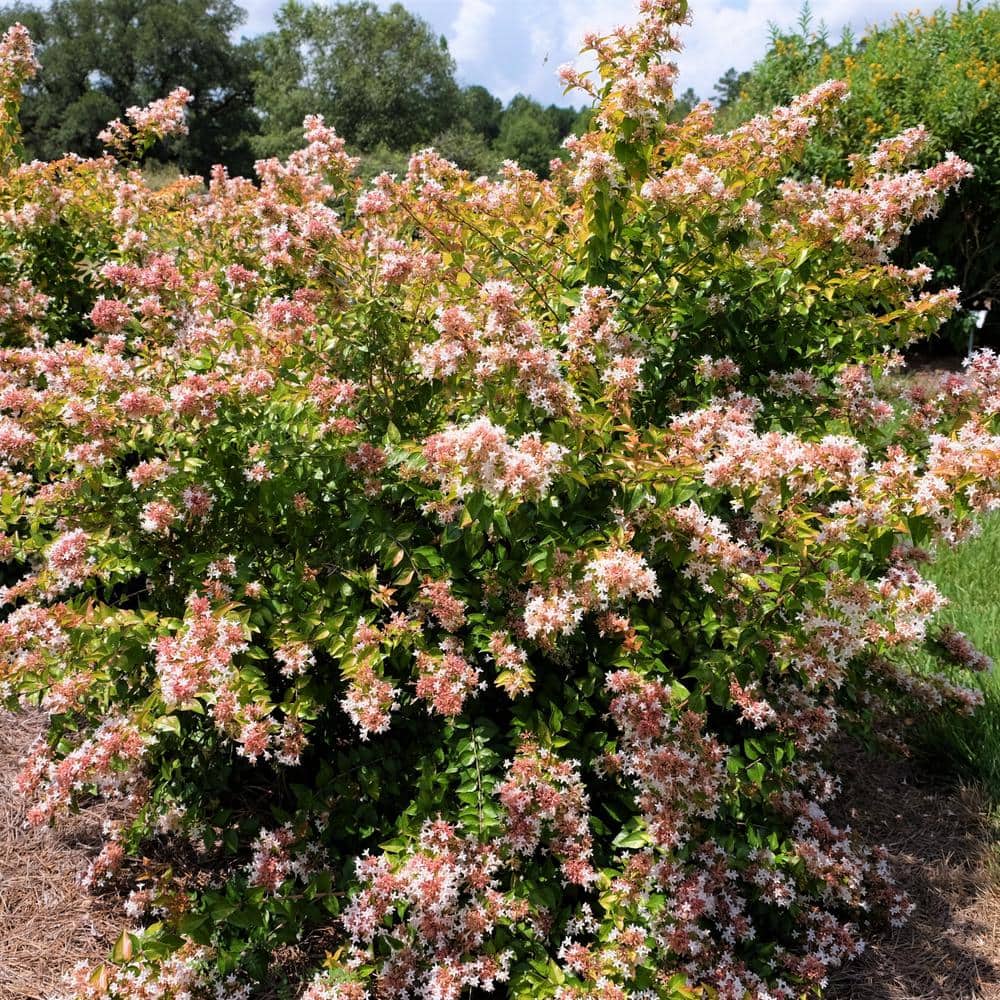 2.25 gal. Abelia Peach Perfection Shrub with Pink Flowers - Hercitys