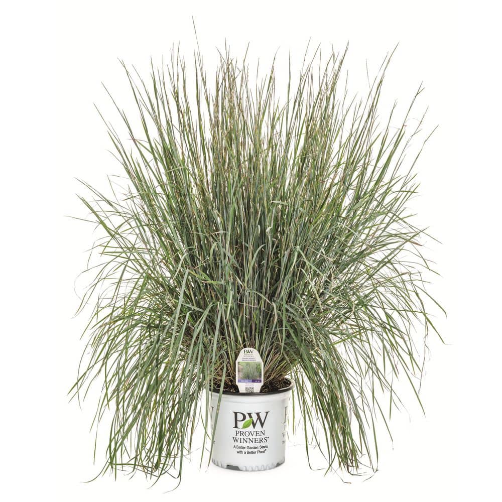 0.65 Gal. Prairie Winds Brush Strokes Little Bluestem (Schizachyrium Scoparium) Live Perennial Plant - Hercitys