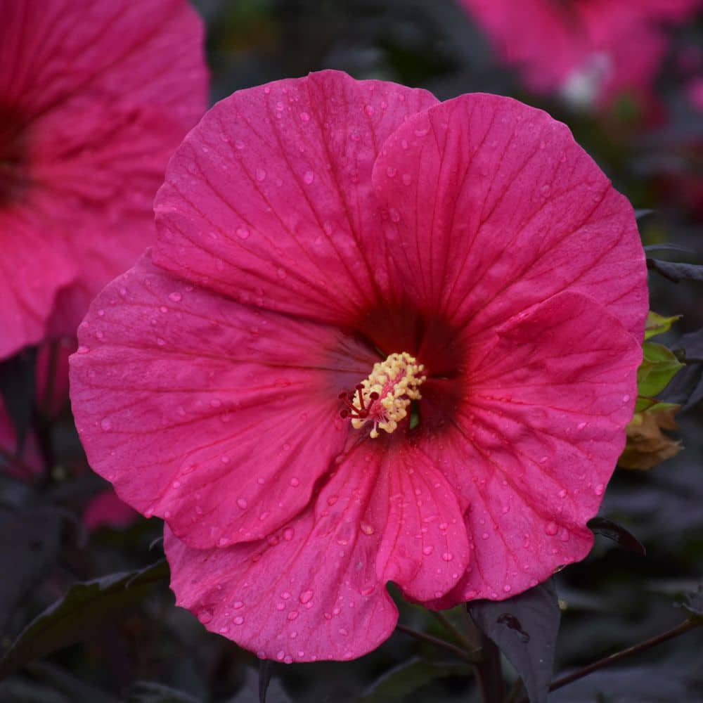 2 Gal. Summerific Evening Rose Rose Mallow (Hibiscus Hybrid) Live Perennial Plant with Pink Flowers - Hercitys