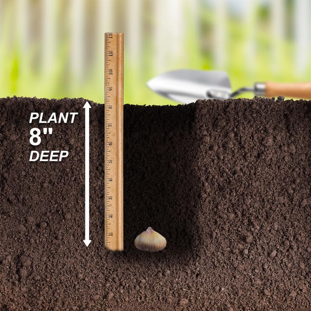 12 cm/14 cm, Purple Milka Gladiolus Flower Bulbs (Bag of 30) - Hercitys