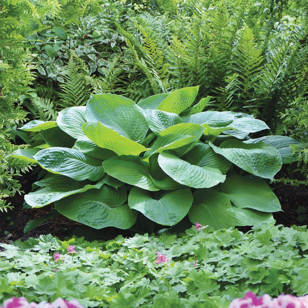 1 Gal. Blue Angel Hosta, Live Perennial Plant, Blue-Green Foliage - Hercitys