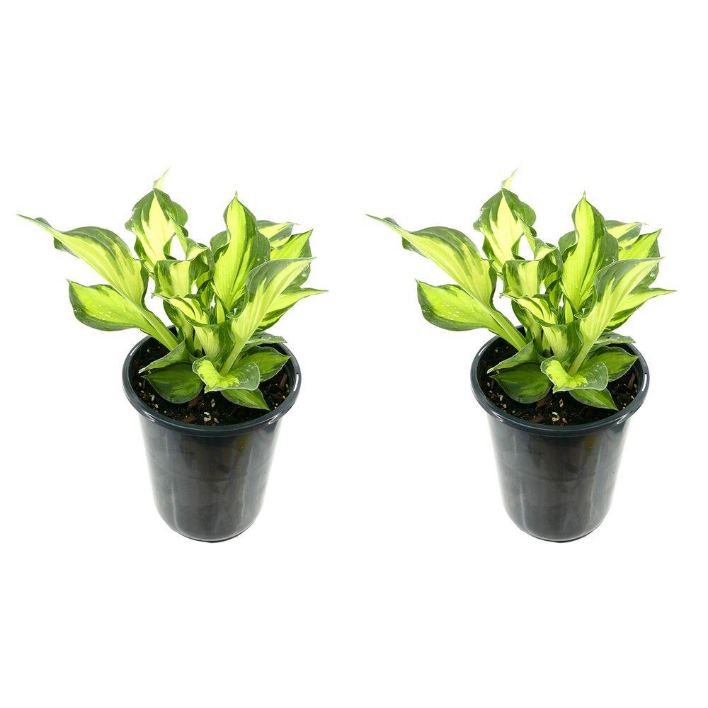 2.5 qt. Perennial Hosta Colored Hulk (2-Pack) - Hercitys