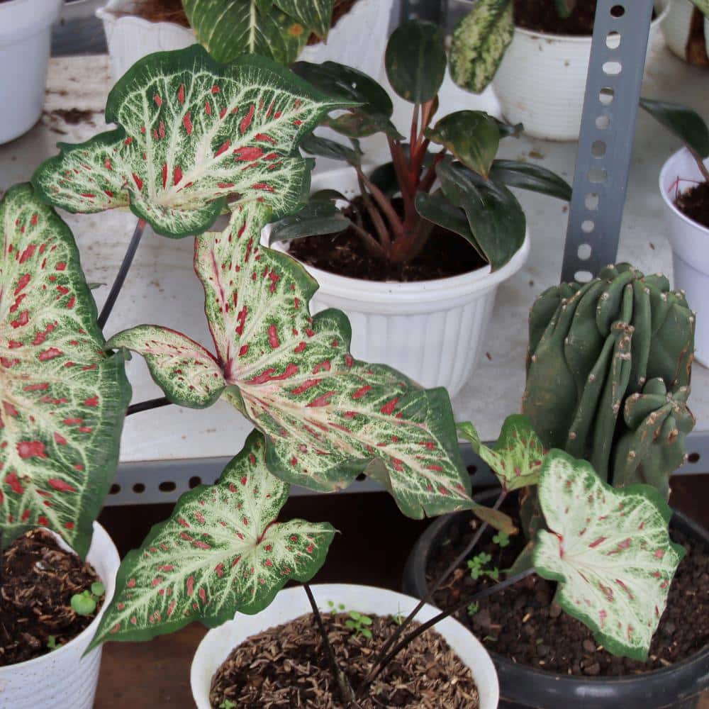 4 in. Caladium Candyland Perennial Plant (3-Pack) - Hercitys