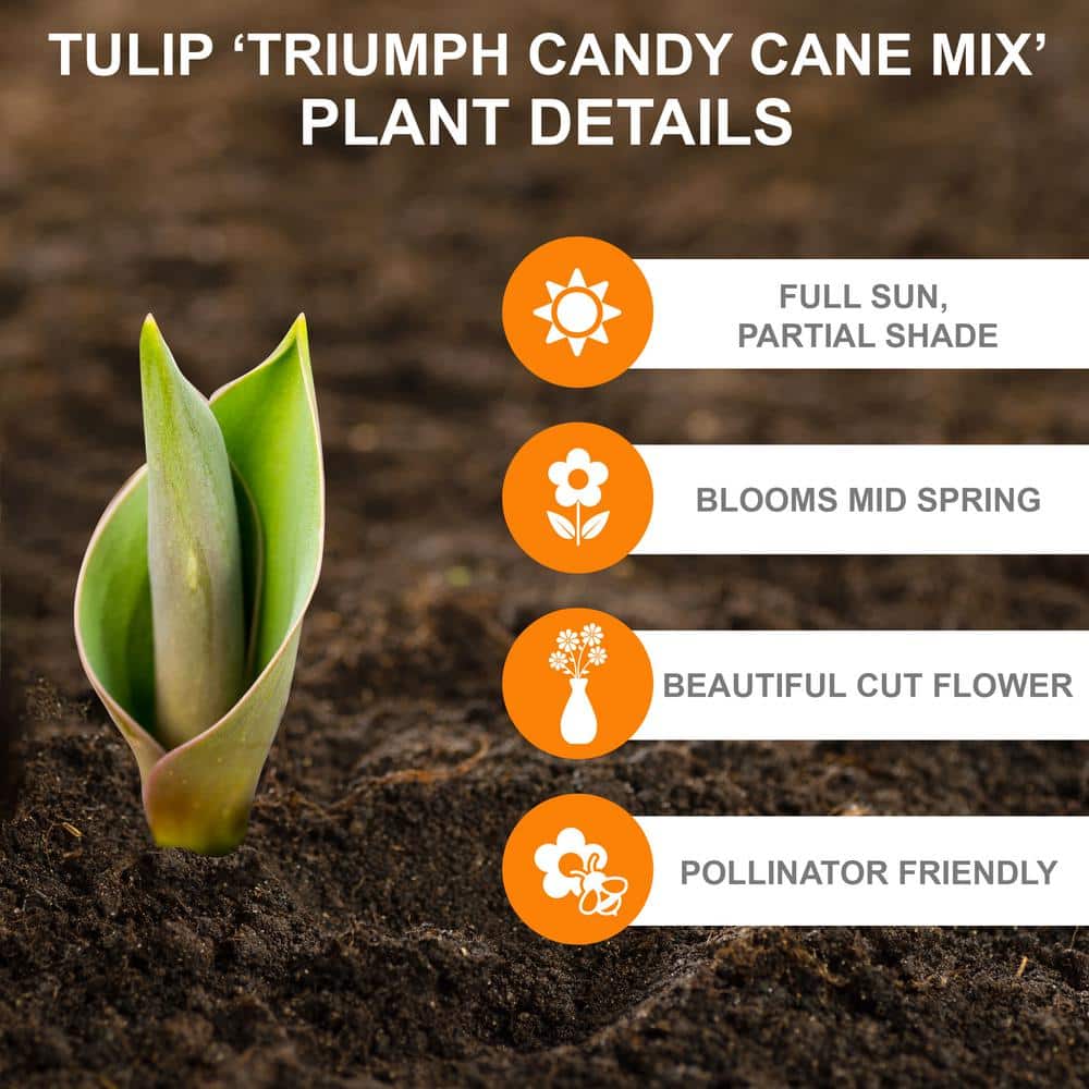 12/+ cm, Candy Cane Mix Triumph Tulip Flower Bulbs (Bag of 25) - Hercitys